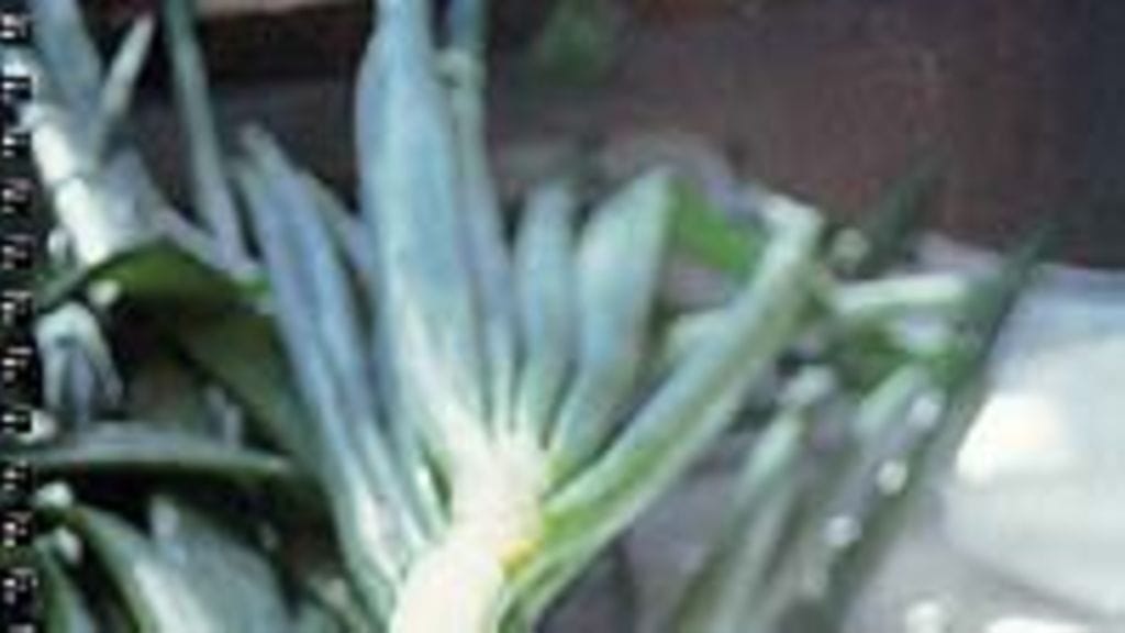 Julkkisten kasvisruoka reseptejä