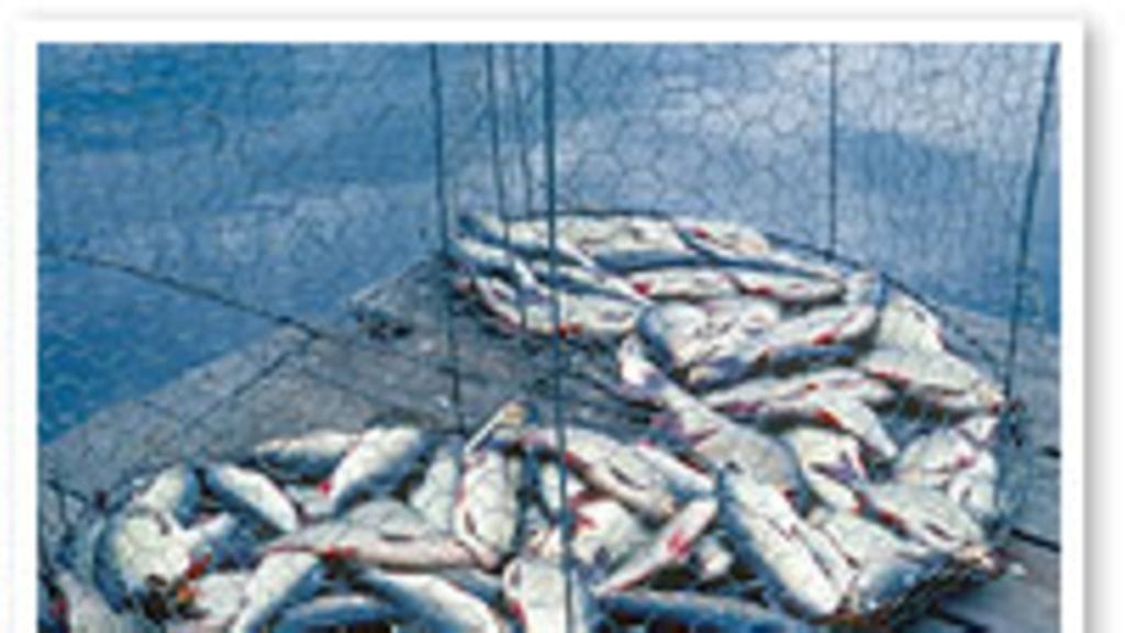 Kuva: futureimagebank.com/Reijo Juurinen