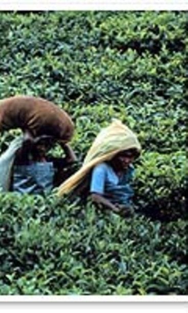 Perulaisia kahvin poimijoita