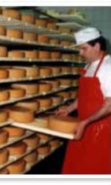 Juustoportin juustokellari