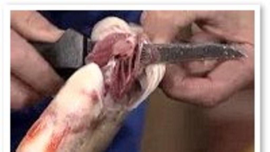 Jaakko Kolmonen perkaa kalaa