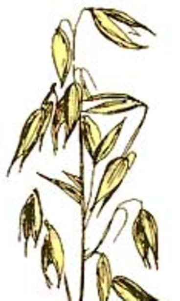 kaura