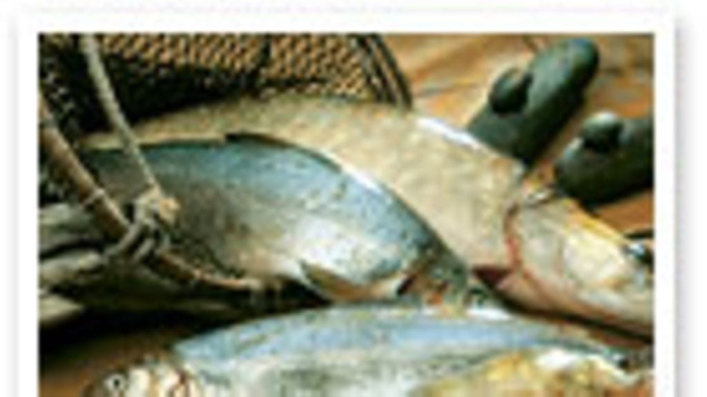 Kalavalikoima, kuva: ProKala ry