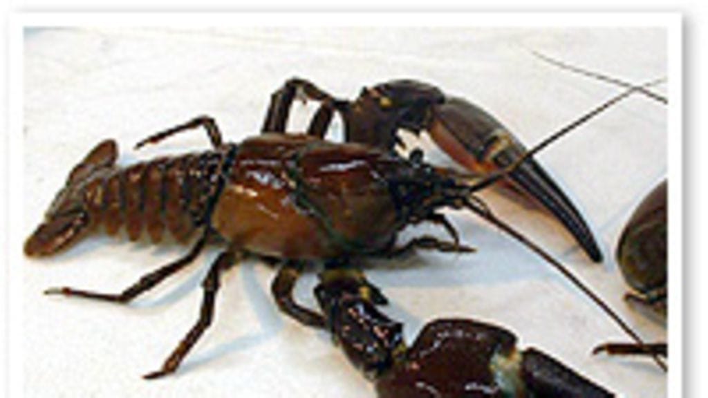 Kuva: Tuula Jokivuori