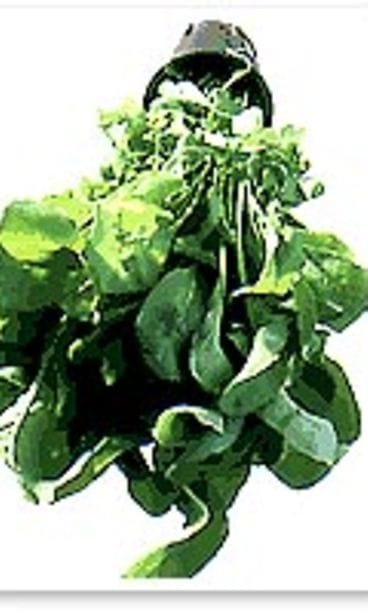 rucola