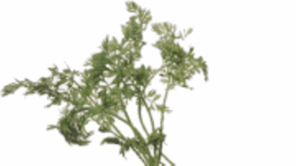 kolme pikku porkkanaa