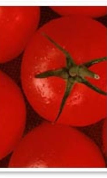 tomaatit