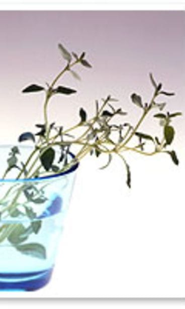 Kotimaiset Kasvikset, kuvaaja: Sanna Peurakoski