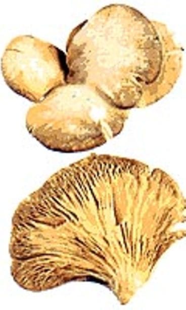 osterivinokas