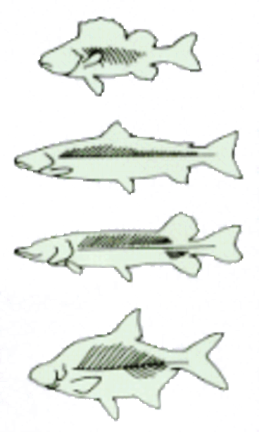 ruodot / Pro-kala ry