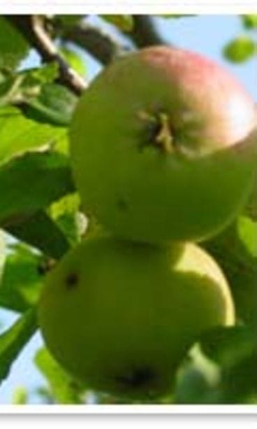 Omena päivässä pitää lääkärin loitolla