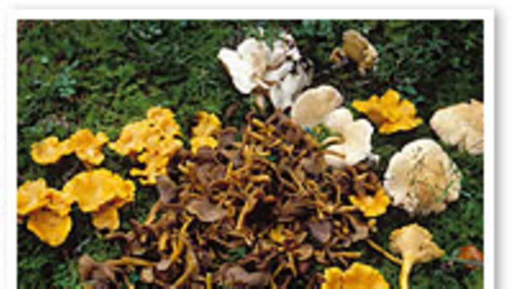 futureimagebank.com/Reijo Juurinen