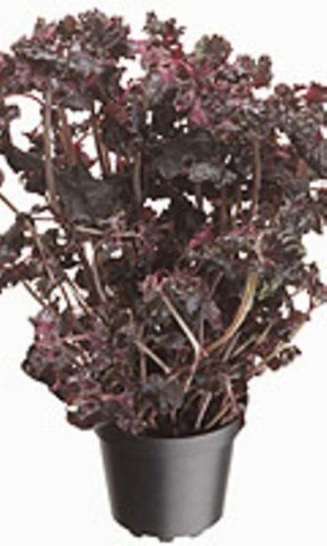 Kotimaiset Kasvikset,Harri Kosonen