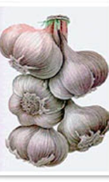 valkosipuliletti