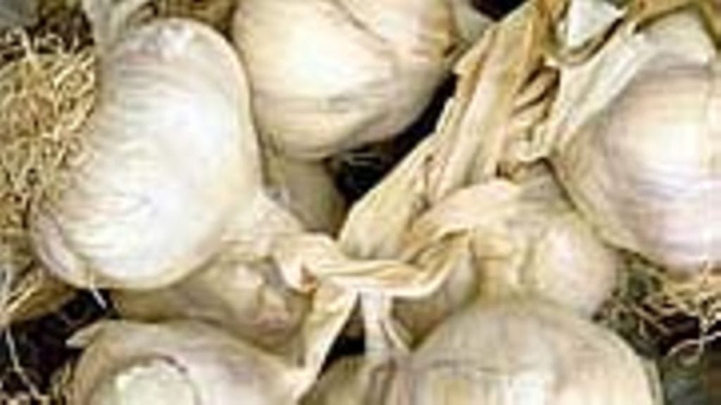 Valkosipuli
