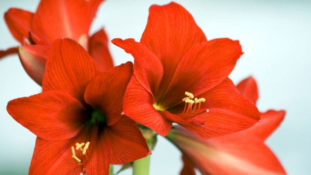 Punainen amaryllis on yksi näyttävimpiä joulukukkia.