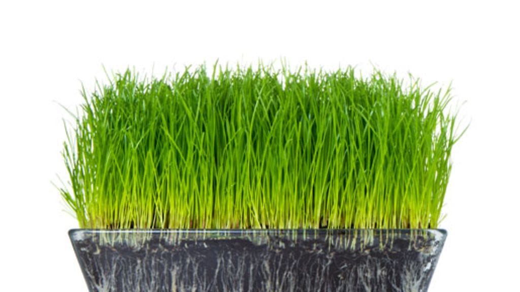 Rairuohon itämisaika on noin viisi päivää.