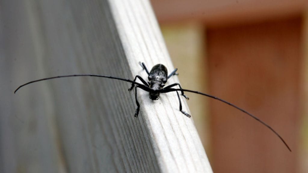 Sarvijaakko. Kuva: Lehtikuva, Heikki Saukkomaa