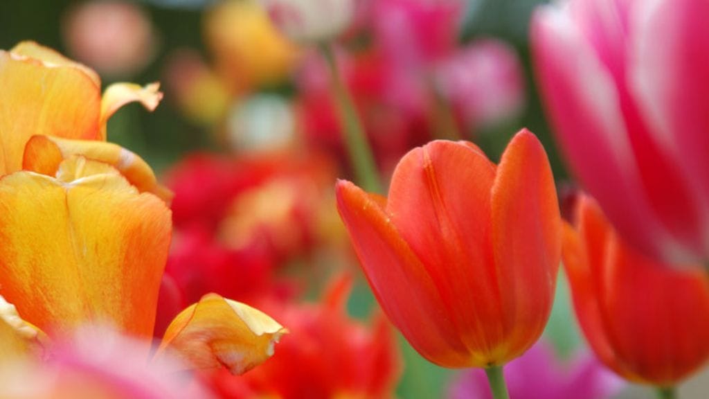Värikkäät tulppaanit ovat kevään ensimmäinen merkki.