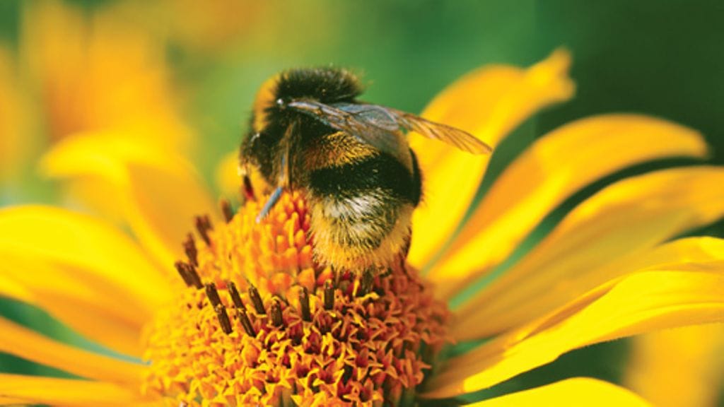 Hyönteiset rakastavat makeaa.