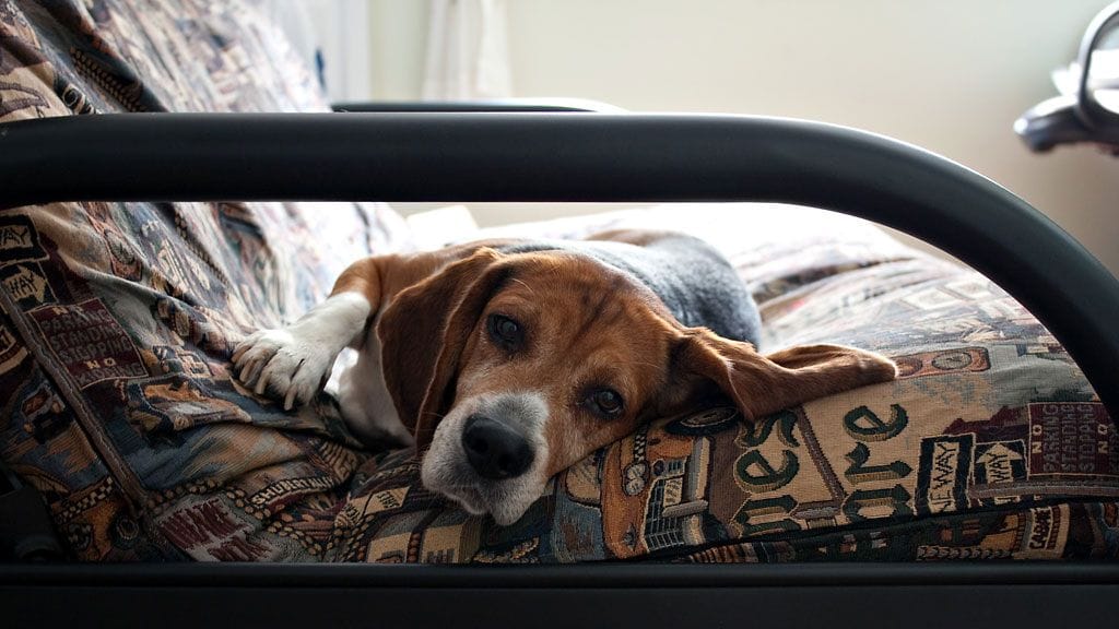 Koiran karvoittaman sohvan voi siivoa kumihanskoilla