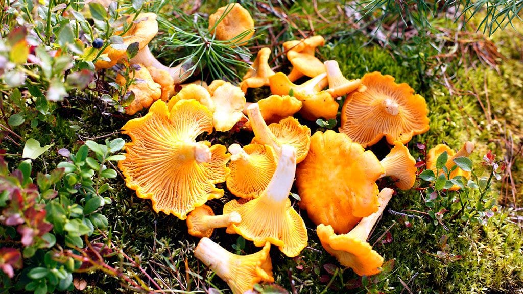 Kantarellin kasvupaikat pysyvät melko samoina vuodesta toiseen.