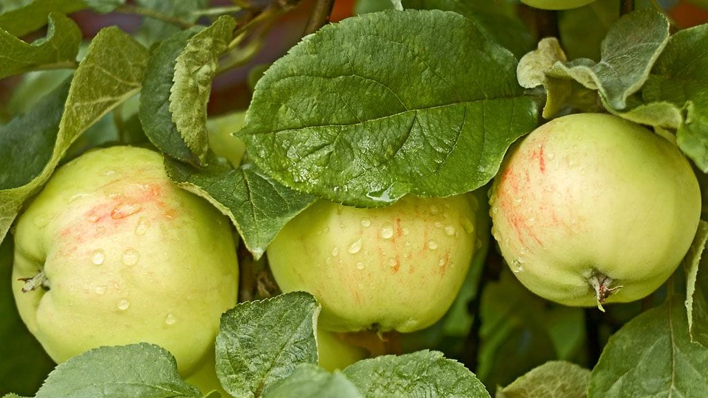 Syksyn omenasato kasvaa runsaiden sateiden myötä.