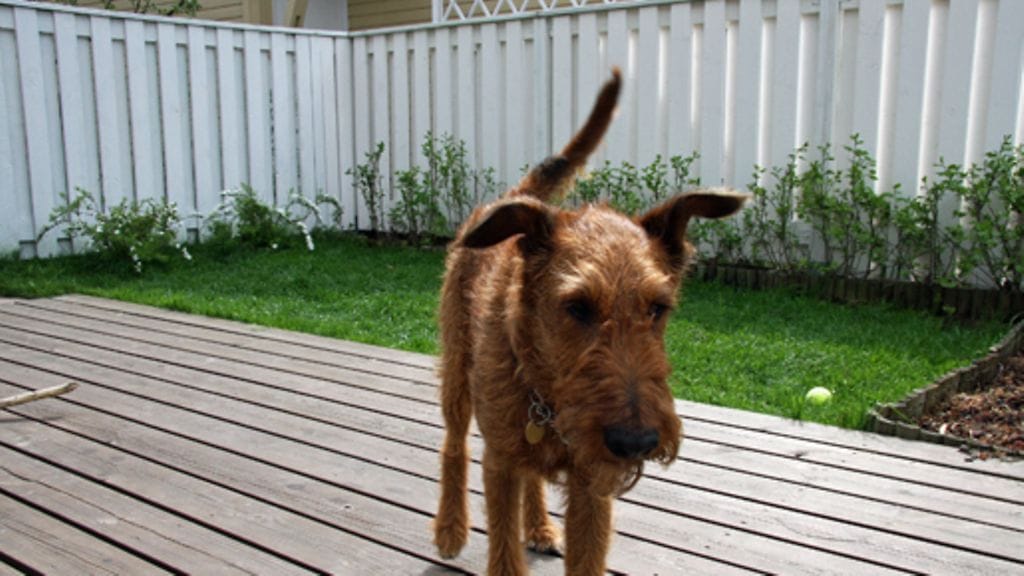 Pihamaan patio on Viktorin valtakuntaa. Kuva: MTV3.