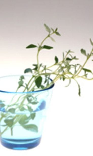 Kotimaiset Kasvikset ry/Sanna Peurakoski, Studio Klikki Oy