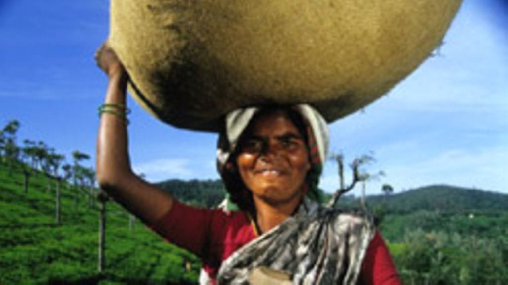 Suomessa myytävä Reilun kaupan tee viljellään pääasiassa Intiassa, Sri Lankassa ja Tansaniassa.