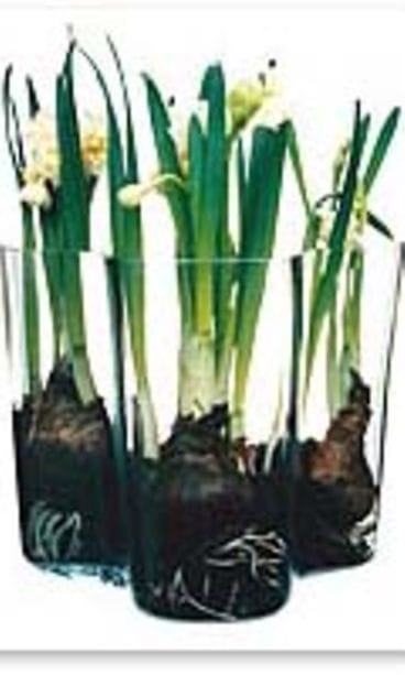 Monenlaisia käyttötarkoituksia Aalto-vaasille