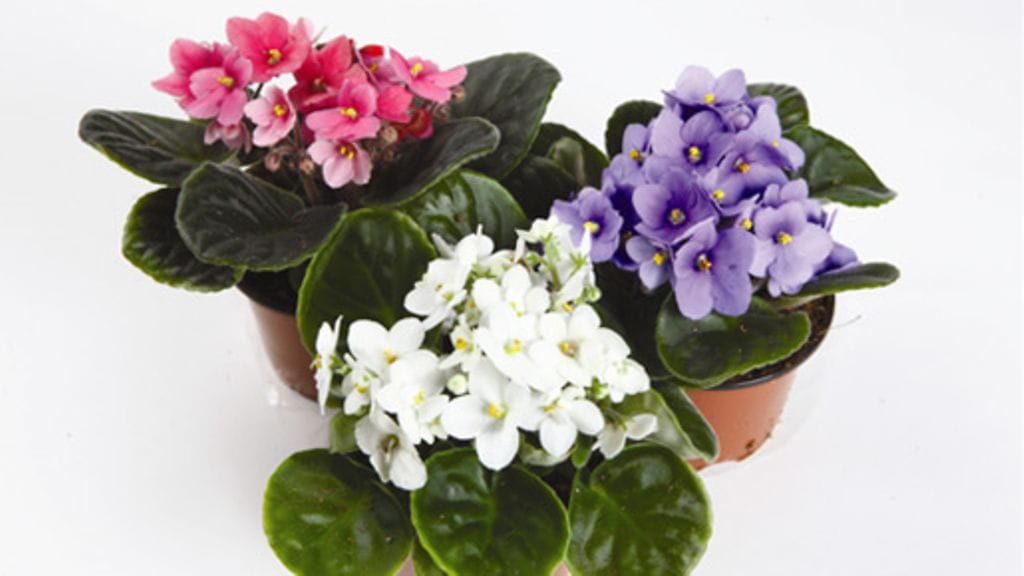 Värikkäät saintpauliat piristävät työpäivää.