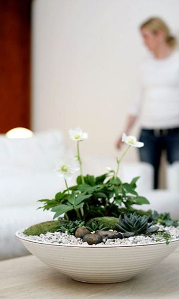 Mehikasviasetelma / Kuva: Kekkilä