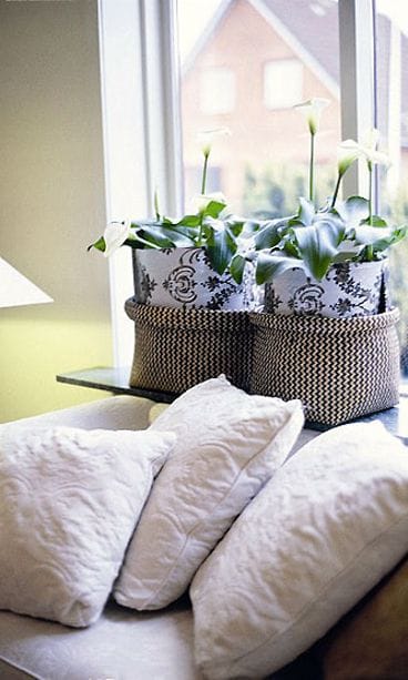 Kallat ikkunalla / Kuva: Huiskula