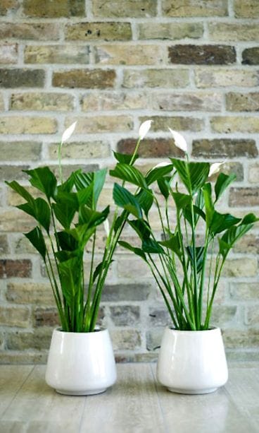 Viirivehkat valkeissa ruukuissa / Kuva: Huiskula