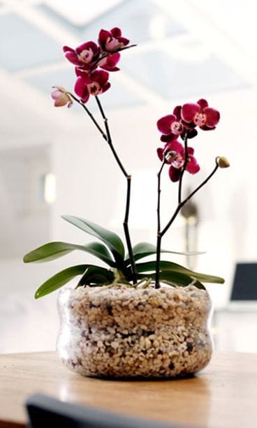 Orkidea lasimaljassa / Kuva: Kekkilä