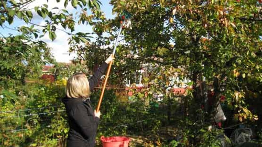 Omenanviljelijä Marko Maula