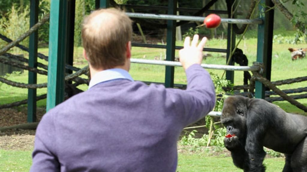 Näin pahasti prinssi William on kaljuuntunut.