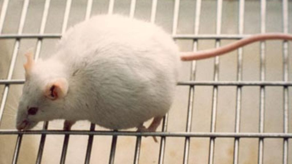 Manipuloidut ihmisen kantasolut istutettaisiin jyrsijöille. Kuvituskuva.