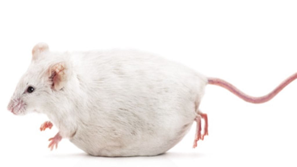 Kuva:Futureimagebank