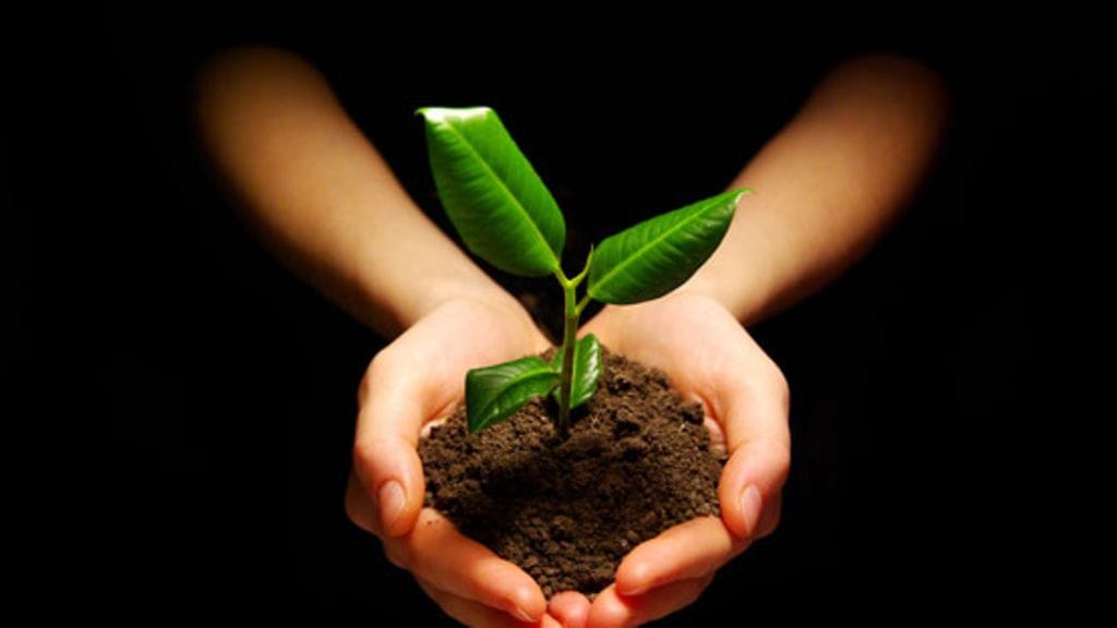 Taiteilija Curtis Killorn tekee pystyyn kuolleista puista taidetta.