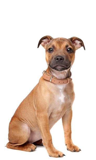 Staffordshirenbullterrieri