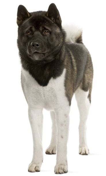 Akita inu.
