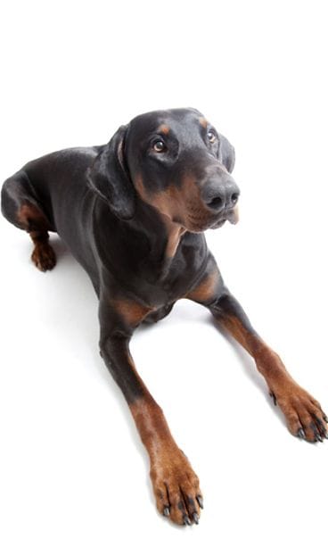 Dobermanni.