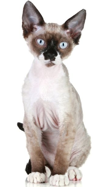 Devon Rex