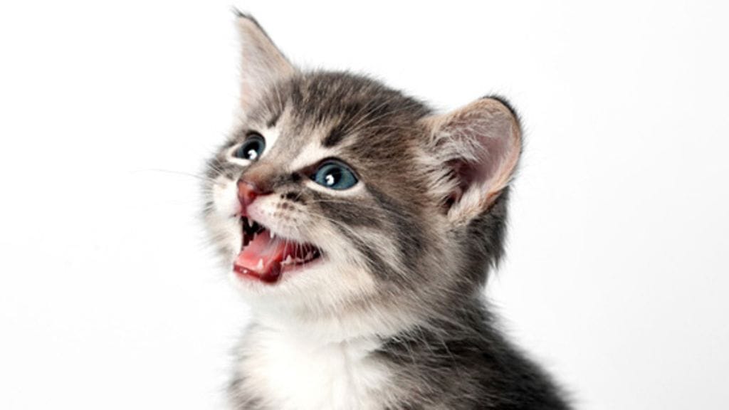 Osaatko lukea kissojen kieltä?