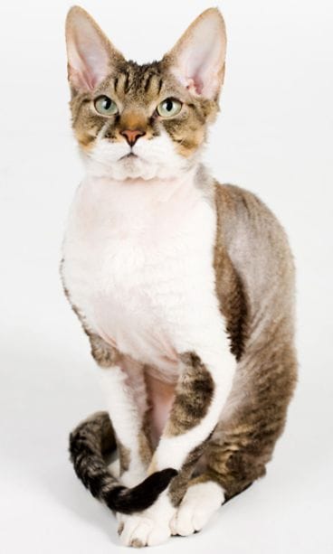 Devon rex.