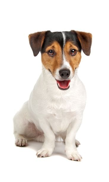 Shutterstock