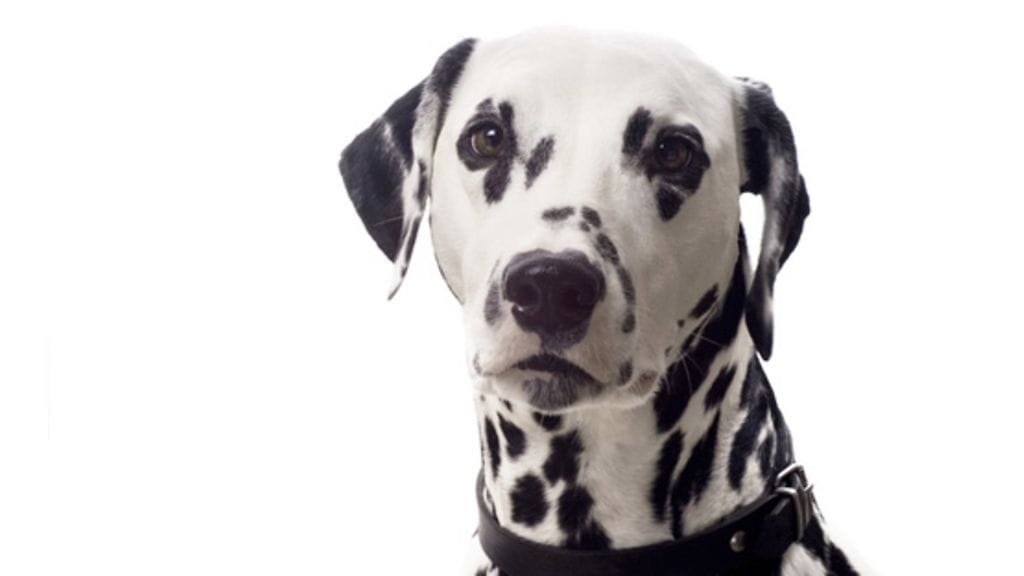 Dalmatiankoira.