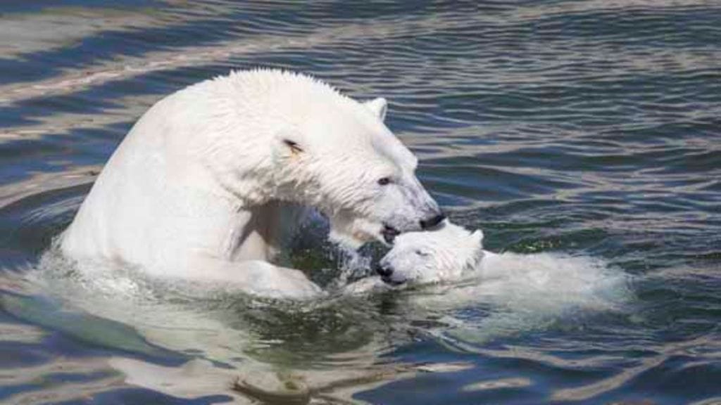 Ranuan eläintarhan uusi jääkarhunpentu leikkii.
